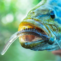 Strike King KVD Drop Shot Half Shell OPT| Soft Baits