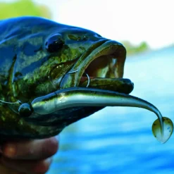 Strike King KVD Perfect Plastics Swim-N-Shiner| Soft Baits