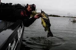 Strike King KVD Perfect Plastics Swim'n Caffeine Shad| Soft Baits