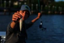 Strike King KVD Sexy Dawg Topwater| Hard Baits